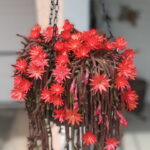 A. Christo-Amara