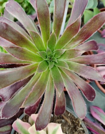 Aeonium Firecracker Ø 9 cm