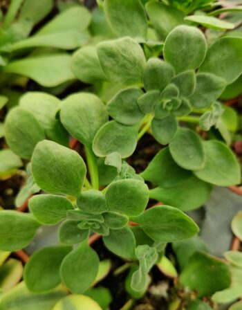 Aeonium goochiae en 5.5 cm