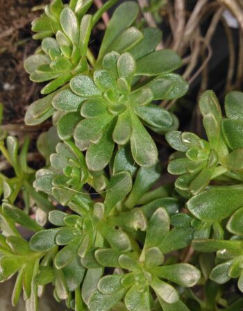 Aeonium Spathulatum Ø 9 cm