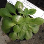 A. goochiae