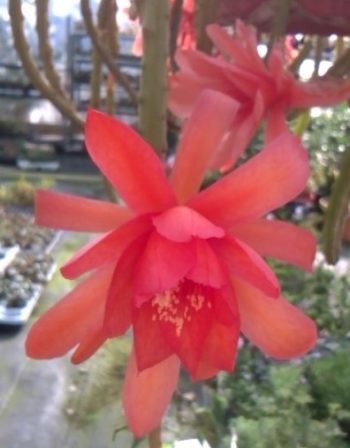 Aporocactus Hybride Hélène (Création Sylvestre)