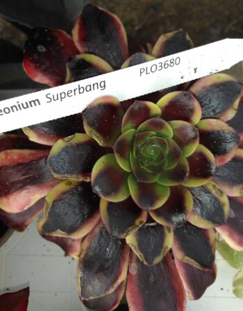 Aeonium Superbang
