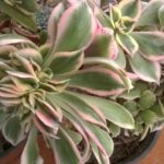 Aeonium-Sunburst-cristatum