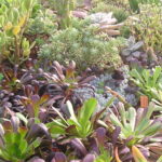 Aeonium-arboreum-atropurpureum