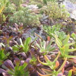 Aeonium-arboreum-atropurpureum