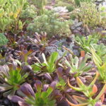 Aeonium-arboreum-atropurpureum