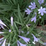 Agapanthe-bleue