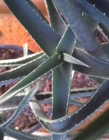 Aloe striatula