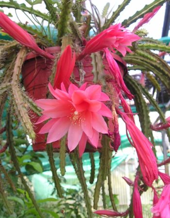 Aporocactus Hybride Julie (Création Sylvestre)