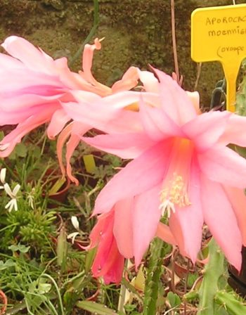 Aporocactus Hybride Moennighoffi