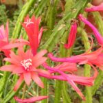 Aporocactus-Pin-Fortuyn