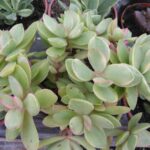 C. Swazensis a