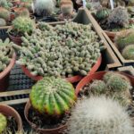 Cactus 2