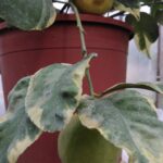 Cédrat variegata