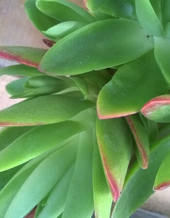 Crassula capitella campfire Ø 5.5 cm