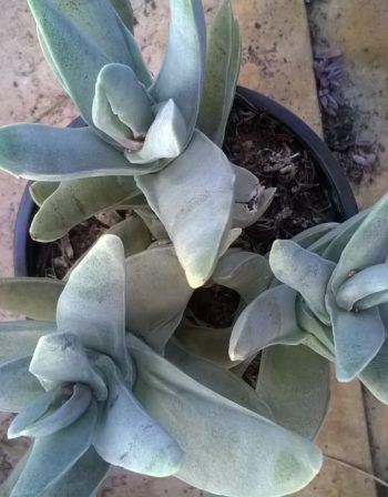 Crassula andagavensis Ø 5.5 cm