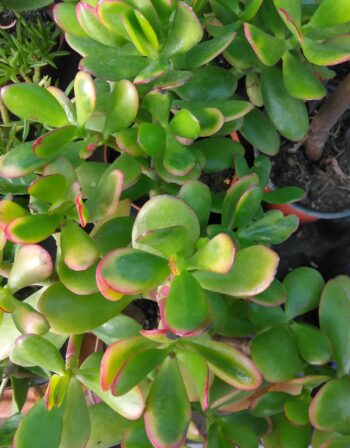 Crassula ovata arbre de Jade ou ( crassula portulacea) Ø 9 cm
