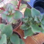 Crassula sarmentosa