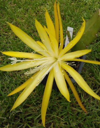 Epiphyllum Etoile d'or