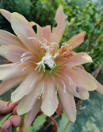 Epiphyllum King Midas