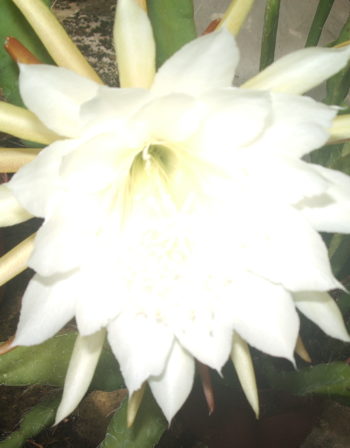 Epiphyllum Pferffordi