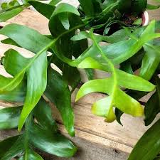 Epiphyllum chrysocardium Fern leaf cactus