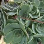 Echeveria-glauca