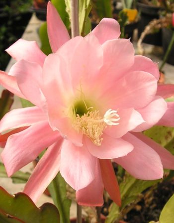 Epiphyllum Olympia