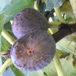 Figuier-Dauphine-violette-d-Argenteuil