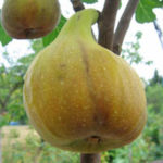 Figuier-Madeleine-saisons