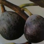 Figuier-noire-de-Bordeaux