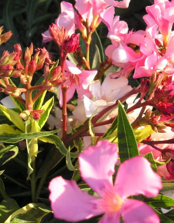 Laurier Rose Splendens Foleis Variegata