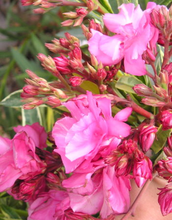 Laurier Rose Splendens