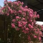 Laurier-Rose-Anne-Marie