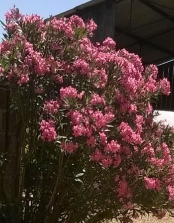 Laurier Rose Anne-Marie