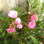 Laurier-Rose-Cavalaire