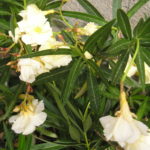 Laurier-Rose-Luteum-plenum