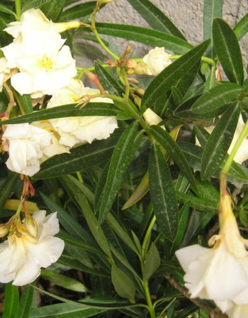 Laurier Rose Luteum plenum