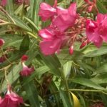 Laurier-Rose-Professeur-granel