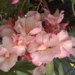 Laurier-Rose-Provence