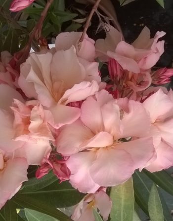 Laurier Rose Provence 1 litre