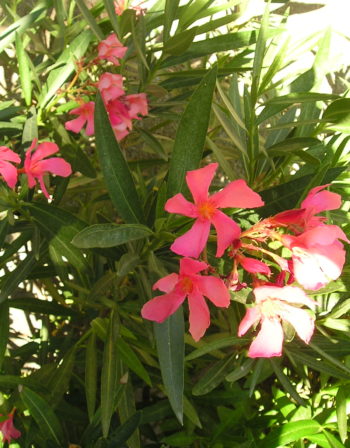 Laurier Rose Soleil Levant