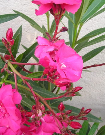 Laurier Rose Commandeur Barthélémy