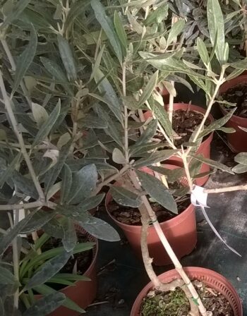 Olivier Amellau en pot de 4 litres