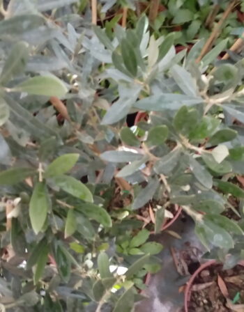 Olivier Grossane en pot de 1 litre