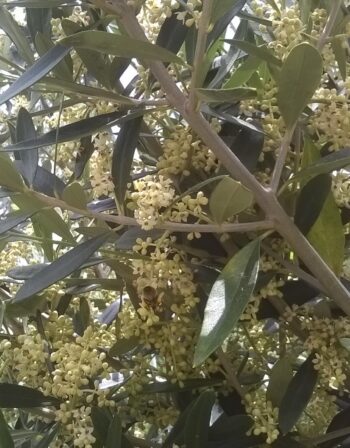 Olivier Cayon en pot de 4 litres