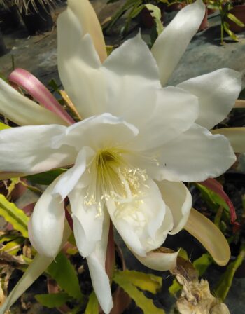 Epiphyllum Wieber Riese