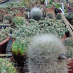 cactus 4