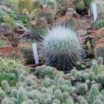 cactus 4